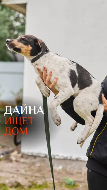 Daina