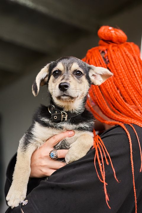 щенки подросшие 188